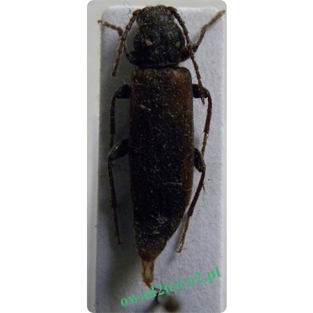 Tetropium fuscum (Fabricius, 1787) Ściga matowa, borówka matowa, b. ćmawa, b. żółta